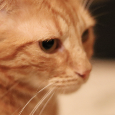 Un chat roux (mon colocataire) qui regarde dans le vide